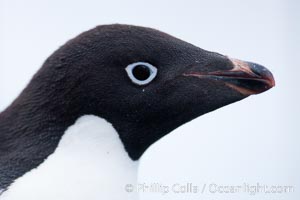 Adelie penguin, portrait showing beak and eye, Pygoscelis adeliae, Brown Bluff