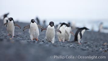 Adelie penguins walking on a stone beach, Pygoscelis adeliae, Brown Bluff