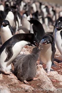 Adelie penguin, adults feeding chicks, part of the large nesting colony of penguins that resides along the lower slopes of Devil Island, Pygoscelis adeliae