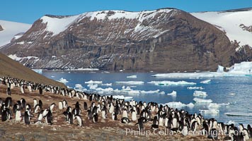 Adelie penguins at the nest, part of the large nesting colony of penguins that resides along the lower slopes of Devil Island, Pygoscelis adeliae