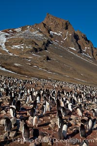 Adelie penguins at the nest, part of the large nesting colony of penguins that resides along the lower slopes of Devil Island, Pygoscelis adeliae