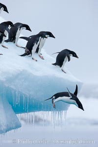 Adelie penguins leaping into the ocean from an iceberg, Pygoscelis adeliae, Brown Bluff