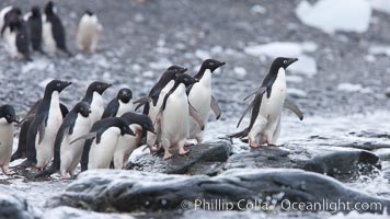 Adelie penguins, Shingle Cove, Coronation Island, South Orkney Islands, Pygoscelis adeliae