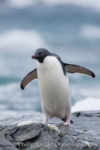 Adelie penguin, on rocky shore, leaving the ocean after foraging for food, Shingle Cove, Pygoscelis adeliae, Coronation Island, South Orkney Islands, Southern Ocean