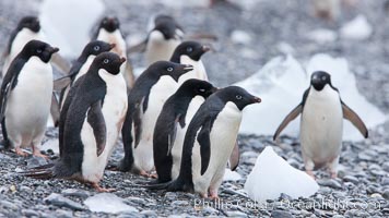Adelie penguins, Shingle Cove, Coronation Island, South Orkney Islands, Pygoscelis adeliae