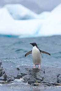 Adelie penguin stands on rocky shore, icebergs in the background, Shingle Cove, Pygoscelis adeliae, Coronation Island, South Orkney Islands, Southern Ocean
