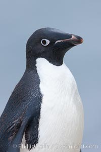 Adelie penguin, portrait showing beak and eye, Pygoscelis adeliae, Shingle Cove, Coronation Island, South Orkney Islands, Southern Ocean