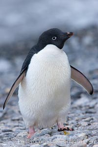Adelie penguin, standing on cobblestone beach, Pygoscelis adeliae, Shingle Cove, Coronation Island, South Orkney Islands, Southern Ocean