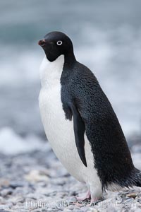 Adelie penguin on beach, wings out, Pygoscelis adeliae, Shingle Cove, Coronation Island, South Orkney Islands, Southern Ocean