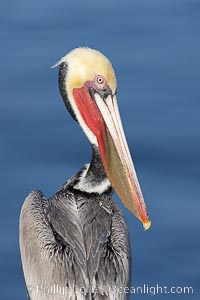 Adult California brown pelican in transition from non-breeding to breeding winter plumage. Note the brown hind neck of a breeding brown pelican is just filling in. This pelican already displays the red and olive throat and white and yellow head feathers of an adult winter brown pelican, Pelecanus occidentalis, Pelecanus occidentalis californicus, La Jolla