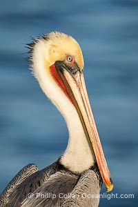 Adult California brown pelican in winter non-breeding plumage. This pelican already displays the red and olive throat and white and yellow head feathers of an adult winter brown pelican but is lacking the brown neck, Pelecanus occidentalis, Pelecanus occidentalis californicus, La Jolla