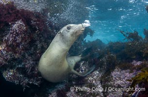 Adult California sea lion female in the shallows, Islas Coronados, Mexico, Zalophus californianus, Coronado Islands (Islas Coronado)