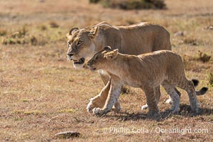 Adult lioness traveling with younger lion in her care, Mara North Conservancy, Kenya, Panthera leo
