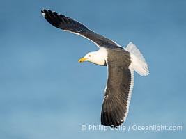 Adult Western Gull in Flight with Wings Outstretched, top shot, La Jolla