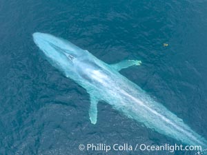 Aerial photo of blue whale near San Diego. This enormous blue whale glides at the surface of the ocean, resting and breathing before it dives to feed on subsurface krill, Balaenoptera musculus