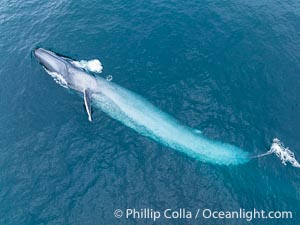Aerial photo of blue whale near San Diego as it swims on its side turning and blows a bubble of air out of its blowhole. This enormous blue whale glides at the surface of the ocean, resting and breathing before it dives to feed on subsurface krill, Balaenoptera musculus