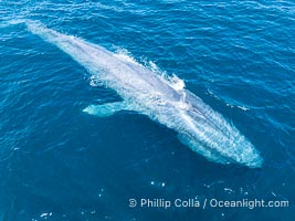 Aerial photo of blue whale near San Diego. This enormous blue whale glides at the surface of the ocean, resting and breathing before it dives to feed on subsurface krill, Balaenoptera musculus