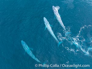 Aerial photo of three blue whales socializing near San Diego, Balaenoptera musculus