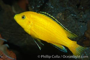 Unidentified African cichlid