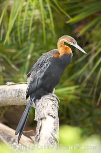 African darter.   Darters are also known as snakebirds because they swim with only their heads and necks out of the water.  A hinge mechanism at the birds eighth neck vertebra enables the bird to strike, snapping up insects on the water and stabbing fish.  A stabbed fish is shaken loose, flipped up in the air and swallowed head first, Anhinga rufa rufa