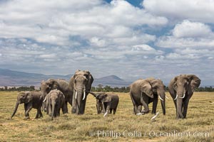 African elephant herd, Amboseli National Park, Kenya, Loxodonta africana