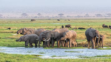 African elephant herd, drinking water at a swamp, Amboseli National Park, Kenya, Loxodonta africana