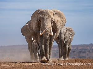 African elephant herd crossing dry lake bed, Amboseli National Park, Loxodonta africana