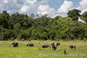 African elephant herd, Maasai Mara National Reserve, Kenya, Loxodonta africana