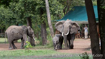 African elephant, Maasai Mara National Reserve, Kenya, Loxodonta africana