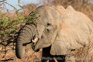 African elephant eating acacia, Meru National Park, Kenya, Loxodonta africana