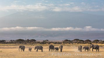 African elephants below Mount Kilimanjaro, Amboseli National Park, Kenya, Loxodonta africana