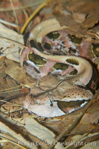 African gaboon viper camouflage blends into the leaves of the forest floor.  This heavy-bodied snake is one of the largest vipers, reaching lengths of 4-6 feet (1.5-2m).  It is nocturnal, living in rain forests in central Africa.  Its fangs are nearly 2 inches (5cm) long, Bitis gabonica