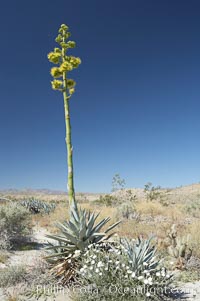 Desert agave, also known as the Century Plant, blooms in spring in Anza-Borrego Desert State Park. Desert agave is the only agave species to be found on the rocky slopes and flats bordering the Coachella Valley. It occurs over a wide range of elevations from 500 to over 4,000.  It is called century plant in reference to the amount of time it takes it to bloom. This can be anywhere from 5 to 20 years. They send up towering flower stalks that can approach 15 feet in height. Sending up this tremendous display attracts a variety of pollinators including bats, hummingbirds, bees, moths and other insects and nectar-eating birds, Agave deserti