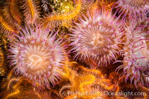 Aggregating anemones Anthopleura elegantissima on oil rigs, southern California