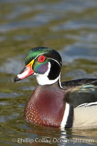 Wood duck, male, Aix sponsa, Santee Lakes