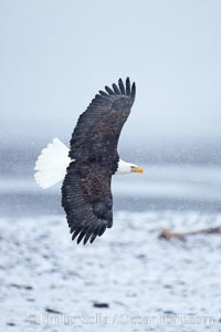Bald eagle in flight, snow falling, overcast sky, snow covered beach and Kachemak Bay in the background, Haliaeetus leucocephalus, Haliaeetus leucocephalus washingtoniensis, Homer, Alaska