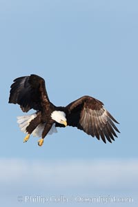 Bald eagle in flight, wing spread, soaring, Haliaeetus leucocephalus, Haliaeetus leucocephalus washingtoniensis, Kachemak Bay, Homer, Alaska