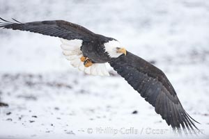 Bald eagle in flight, snow falling, overcast sky, snow covered beach in the background, Haliaeetus leucocephalus, Haliaeetus leucocephalus washingtoniensis, Kachemak Bay, Homer, Alaska