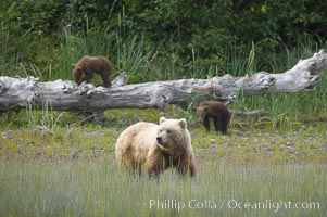 Brown bear female sow with spring cubs.  These cubs were born earlier in the spring and will remain with their mother for almost two years, relying on her completely for their survival, Ursus arctos, Lake Clark National Park, Alaska