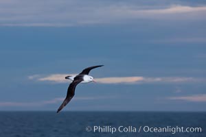 Black-browed albatross, in flight over the ocean.  The wingspan of the black-browed albatross can reach 10', it can weigh up to 10 lbs and live for as many as 70 years, Thalassarche melanophrys