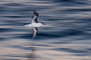 Black-browed albatross flying over the ocean, as it travels and forages for food at sea.  The black-browed albatross is a medium-sized seabird at 31-37" long with a 79-94" wingspan and an average weight of 6.4-10 lb. They have a natural lifespan exceeding 70 years. They breed on remote oceanic islands and are circumpolar, ranging throughout the Southern Ocean, Thalassarche melanophrys