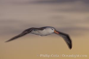 Black-browed albatross in flight, at sea.  The black-browed albatross is a medium-sized seabird at 31-37" long with a 79-94" wingspan and an average weight of 6.4-10 lb. They have a natural lifespan exceeding 70 years. They breed on remote oceanic islands and are circumpolar, ranging throughout the Southern Ocean, Thalassarche melanophrys