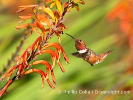 Allen's Hummingbird in flight feeding, Selasphorus sasin, La Jolla, Selasphorus sasin