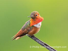 Allen's Hummingbird, Selasphorus sasin, La Jolla, Selasphorus sasin