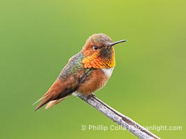 Allen's Hummingbird, Selasphorus sasin, La Jolla, Selasphorus sasin