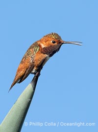 Allen's Hummingbird, Selasphorus sasin, La Jolla, Selasphorus sasin