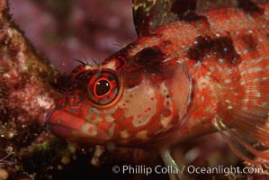 Island kelpfish, Alloclinus holderi, Coronado Islands (Islas Coronado)