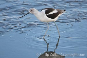 American avocet, male winter plumage, forages on mud flats, Recurvirostra americana, Upper Newport Bay Ecological Reserve, Newport Beach, California