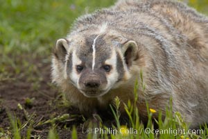 American badger.  Badgers are found primarily in the great plains region of North America. Badgers prefer to live in dry, open grasslands, fields, and pastures, Taxidea taxus