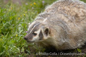 American badger.  Badgers are found primarily in the great plains region of North America. Badgers prefer to live in dry, open grasslands, fields, and pastures, Taxidea taxus